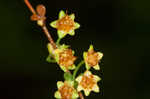 Thunberg's meadowsweet